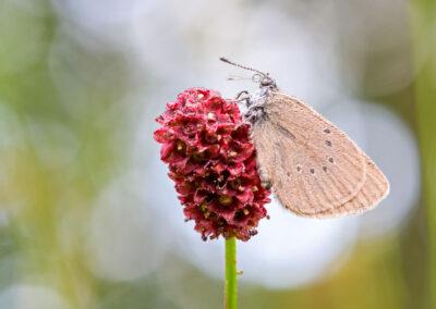 Schmetterling Moor-Bläuling